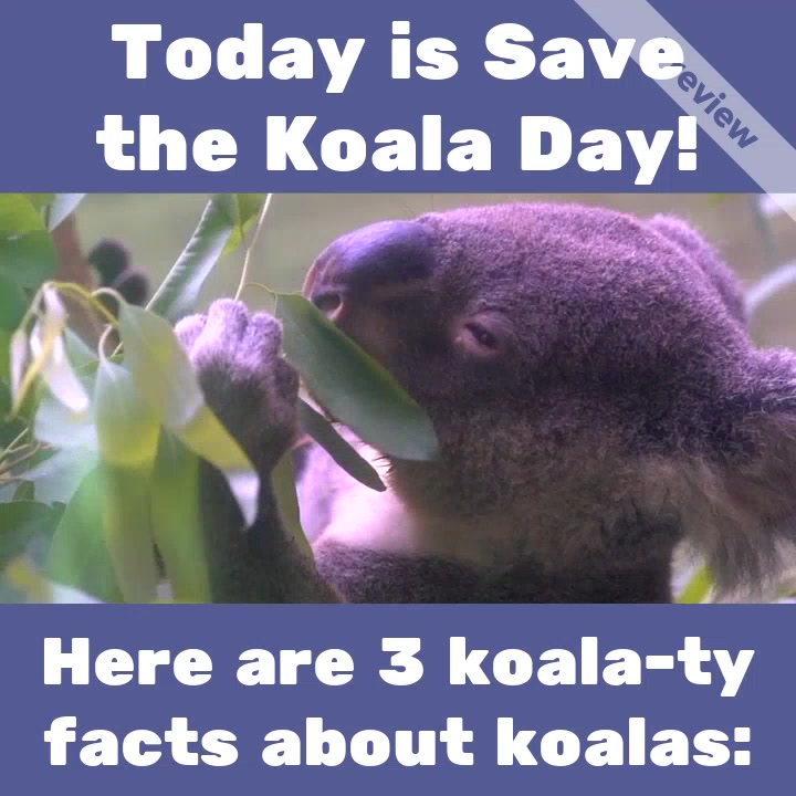 #SaveTheKoalaDay Video Template